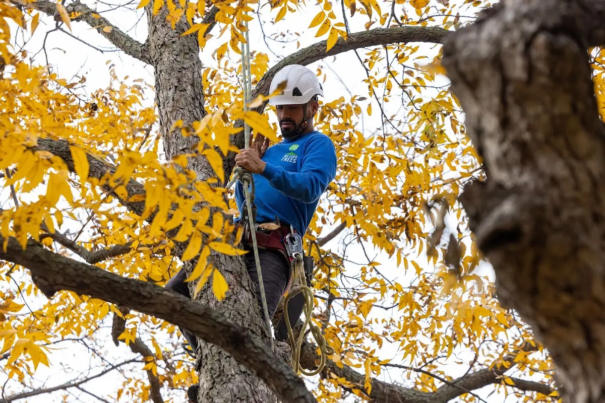 Skilled Tree Trimming crew working in Browntown